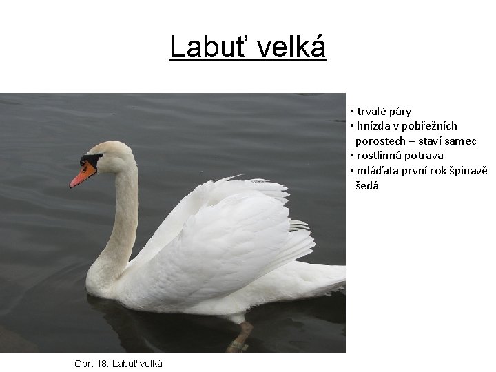 Labuť velká • trvalé páry • hnízda v pobřežních porostech – staví samec •