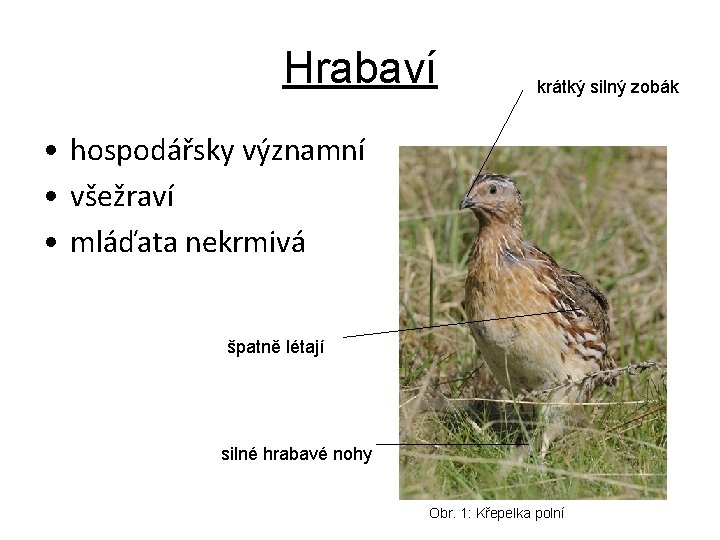 Hrabaví krátký silný zobák • hospodářsky významní • všežraví • mláďata nekrmivá špatně létají