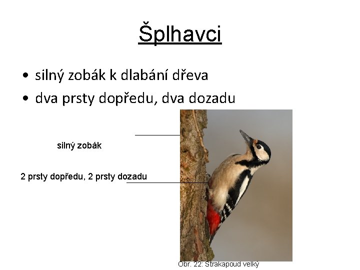 Šplhavci • silný zobák k dlabání dřeva • dva prsty dopředu, dva dozadu silný