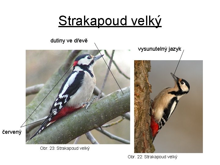 Strakapoud velký dutiny ve dřevě vysunutelný jazyk červený Obr. 23: Strakapoud velký Obr. 22: