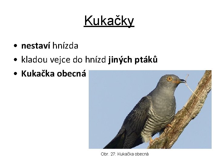 Kukačky • nestaví hnízda • kladou vejce do hnízd jiných ptáků • Kukačka obecná