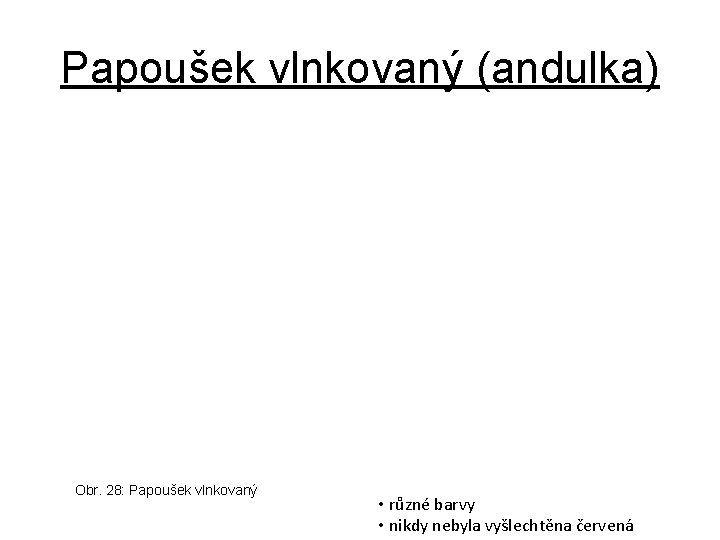 Papoušek vlnkovaný (andulka) Obr. 28: Papoušek vlnkovaný • různé barvy • nikdy nebyla vyšlechtěna