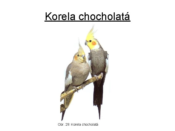 Korela chocholatá Obr. 29: Korela chocholatá 