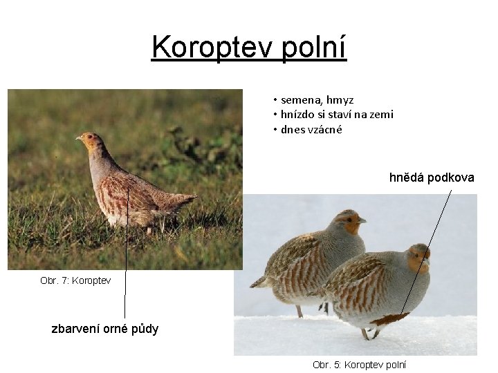 Koroptev polní • semena, hmyz • hnízdo si staví na zemi • dnes vzácné