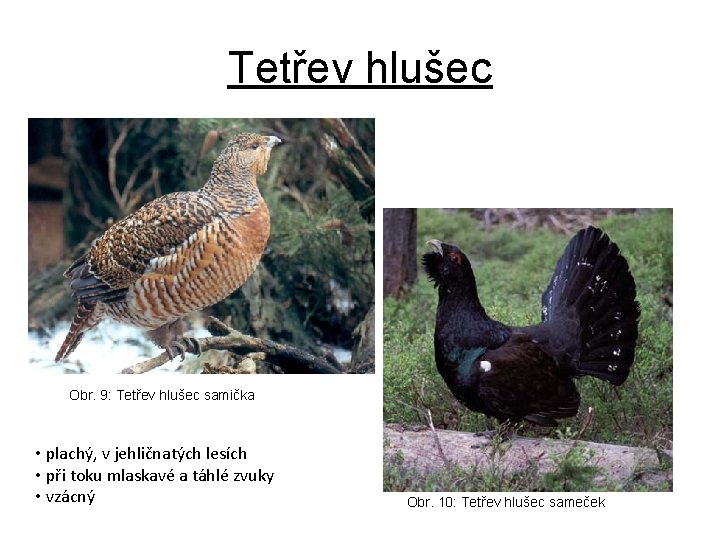 Tetřev hlušec Obr. 9: Tetřev hlušec samička • plachý, v jehličnatých lesích • při