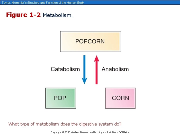 Taylor: Memmler’s Structure and Function of the Human Body Figure 1 -2 Metabolism. What