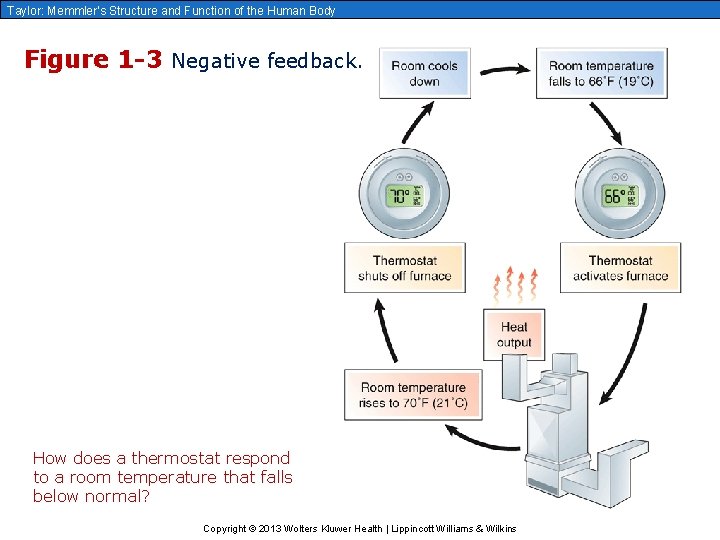 Taylor: Memmler’s Structure and Function of the Human Body Figure 1 -3 Negative feedback.