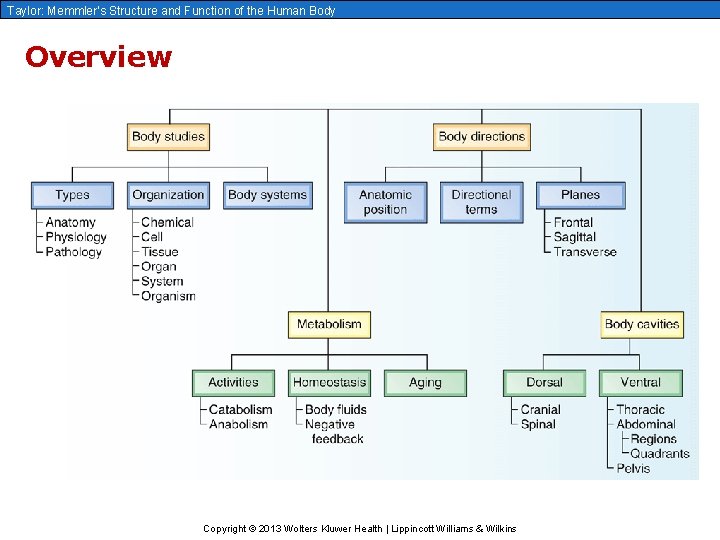 Taylor: Memmler’s Structure and Function of the Human Body Overview Copyright © 2013 Wolters