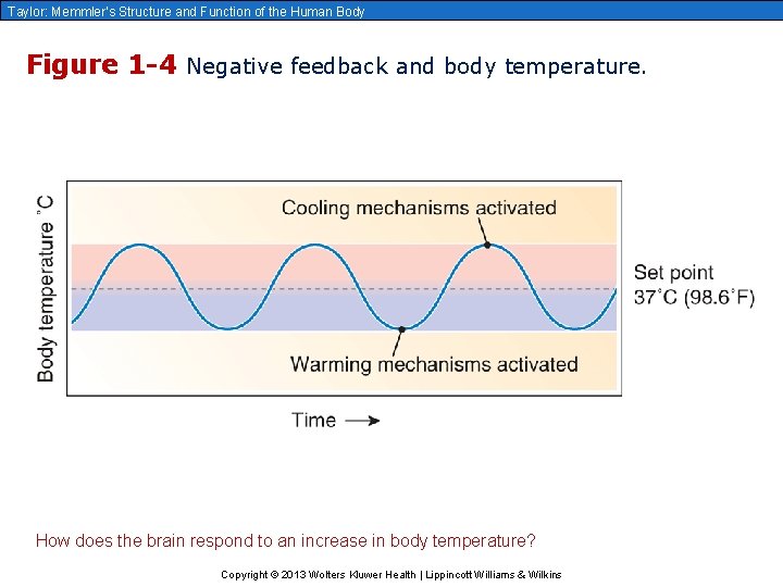 Taylor: Memmler’s Structure and Function of the Human Body Figure 1 -4 Negative feedback