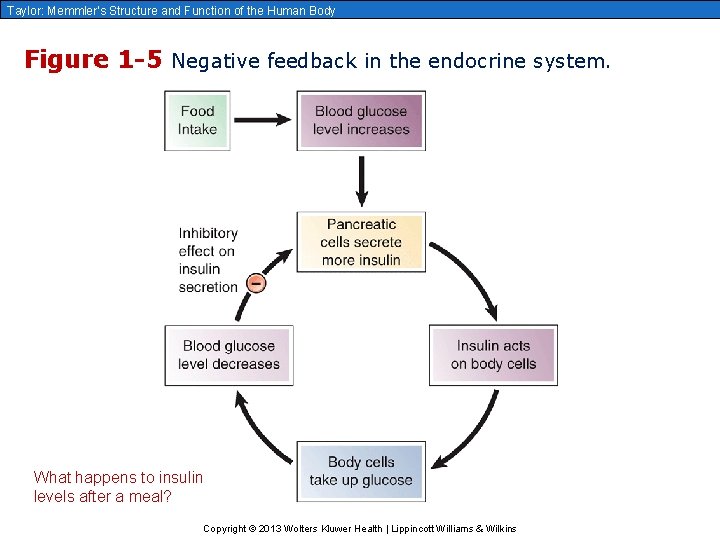 Taylor: Memmler’s Structure and Function of the Human Body Figure 1 -5 Negative feedback