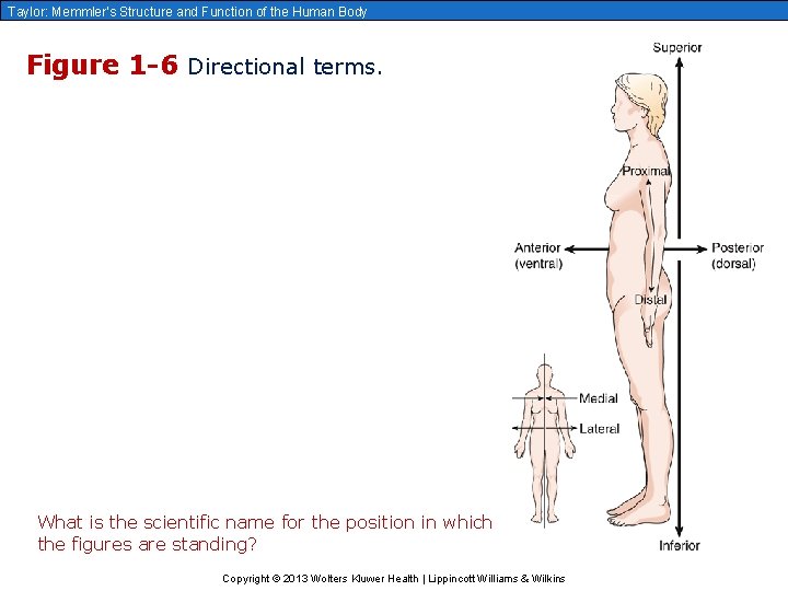 Taylor: Memmler’s Structure and Function of the Human Body Figure 1 -6 Directional terms.