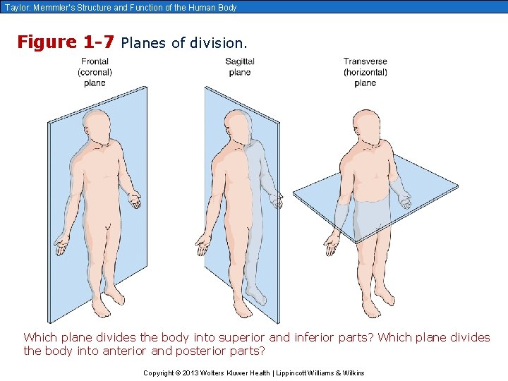 Taylor: Memmler’s Structure and Function of the Human Body Figure 1 -7 Planes of