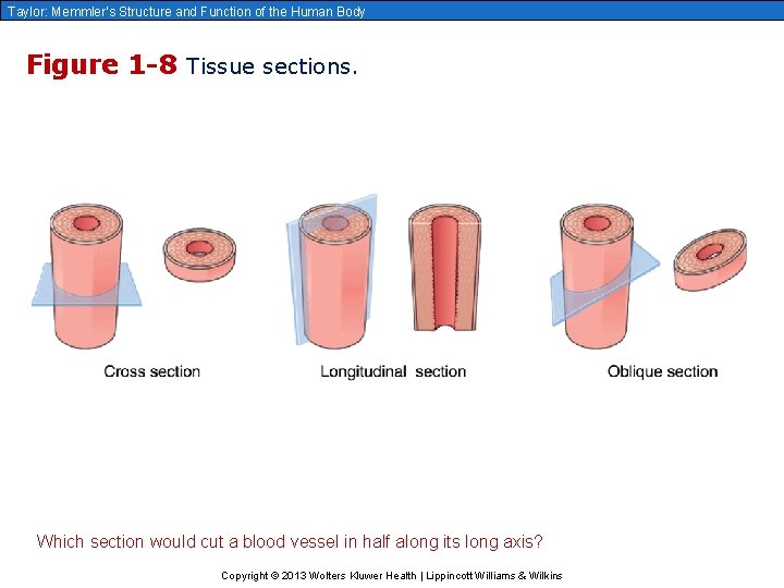 Taylor: Memmler’s Structure and Function of the Human Body Figure 1 -8 Tissue sections.