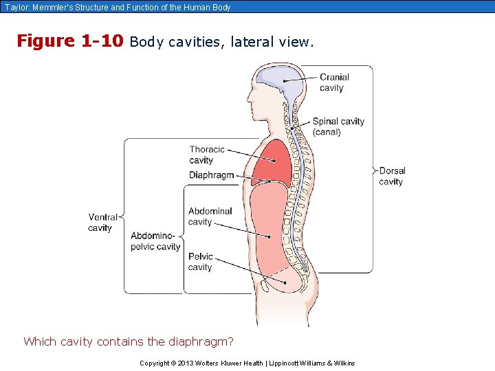 Taylor: Memmler’s Structure and Function of the Human Body Figure 1 -10 Body cavities,