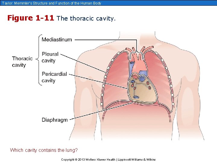 Taylor: Memmler’s Structure and Function of the Human Body Figure 1 -11 The thoracic