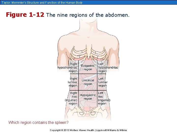 Taylor: Memmler’s Structure and Function of the Human Body Figure 1 -12 The nine