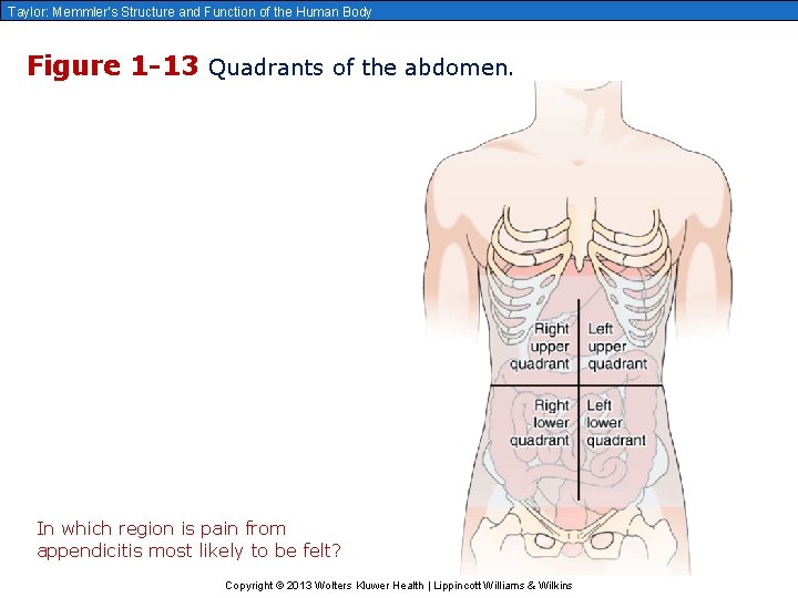 Taylor: Memmler’s Structure and Function of the Human Body Figure 1 -13 Quadrants of