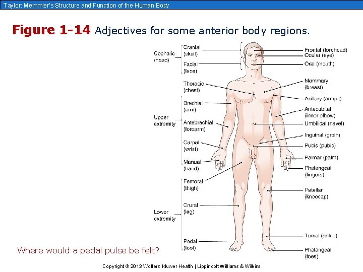 Taylor: Memmler’s Structure and Function of the Human Body Figure 1 -14 Adjectives for