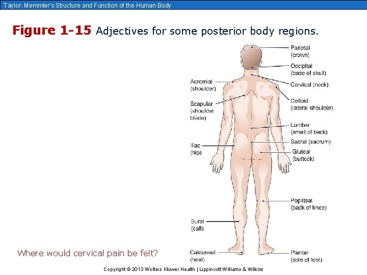 Taylor: Memmler’s Structure and Function of the Human Body Figure 1 -15 Adjectives for