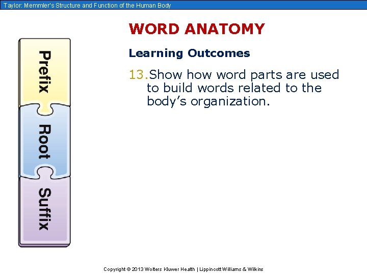 Taylor: Memmler’s Structure and Function of the Human Body WORD ANATOMY Learning Outcomes 13.