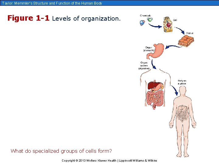 Taylor: Memmler’s Structure and Function of the Human Body Figure 1 -1 Levels of