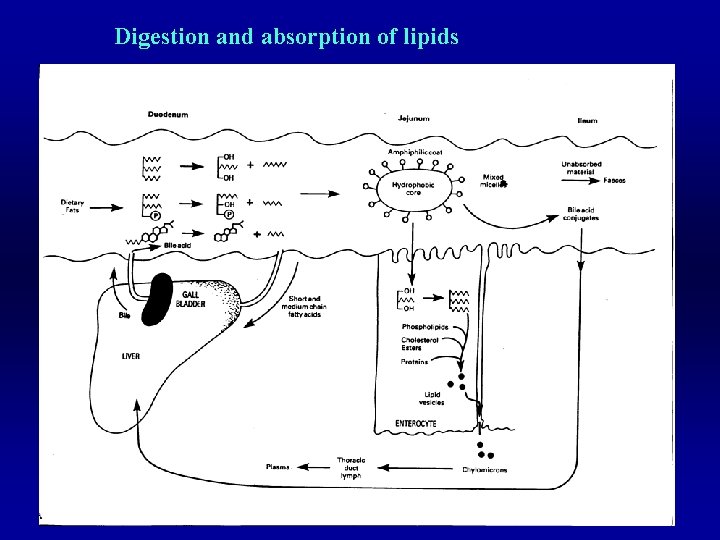 Digestion and absorption of lipids 