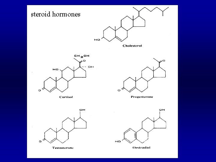 steroid hormones 