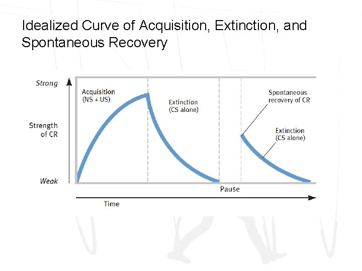 Idealized Curve of Acquisition, Extinction, and Spontaneous Recovery 