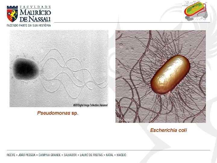 Pseudomonas sp. Escherichia coli 