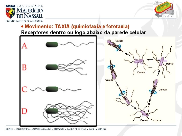  Movimento: TAXIA (quimiotaxia e fototaxia) Receptores dentro ou logo abaixo da parede celular