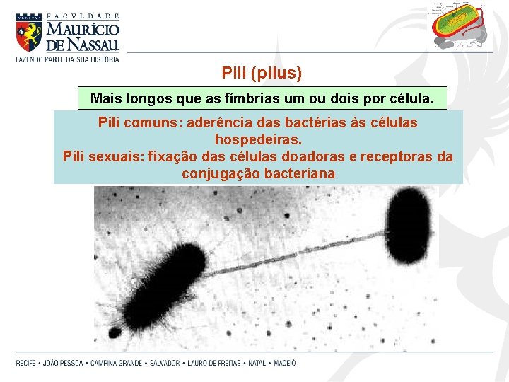 Pili (pilus) Mais longos que as fímbrias um ou dois por célula. Pili comuns: