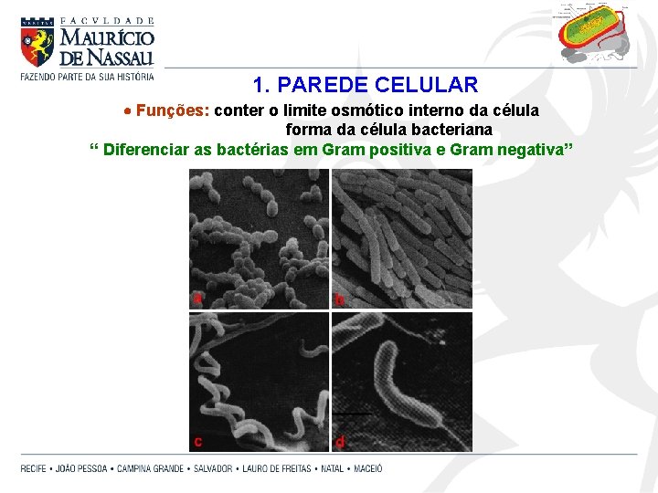 1. PAREDE CELULAR Funções: conter o limite osmótico interno da célula forma da célula