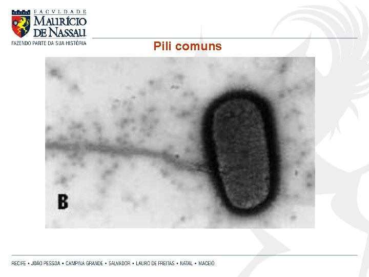 Pili comuns 