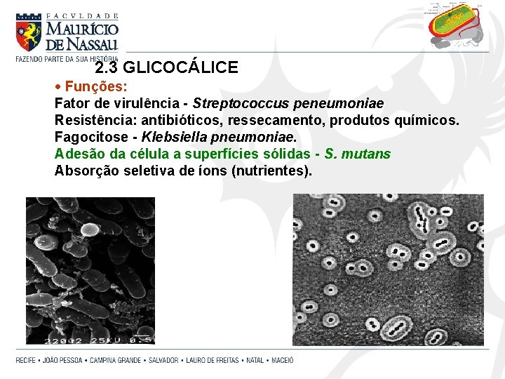 2. 3 GLICOCÁLICE · Funções: Fator de virulência - Streptococcus peneumoniae Resistência: antibióticos, ressecamento,