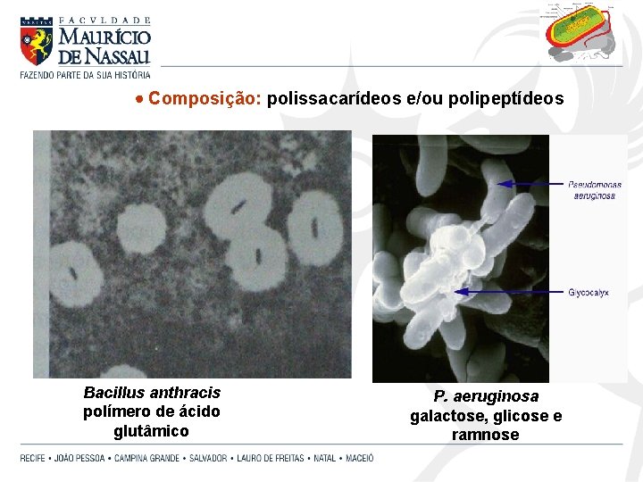  Composição: polissacarídeos e/ou polipeptídeos Bacillus anthracis polímero de ácido glutâmico P. aeruginosa galactose,