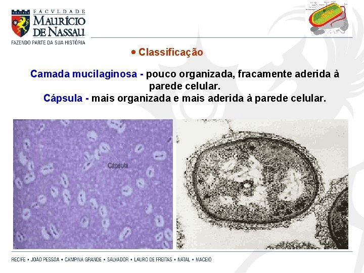  Classificação Camada mucilaginosa - pouco organizada, fracamente aderida à parede celular. Cápsula -