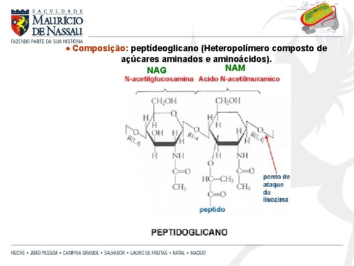  Composição: peptídeoglicano (Heteropolímero composto de açúcares aminados e aminoácidos). NAM NAG 