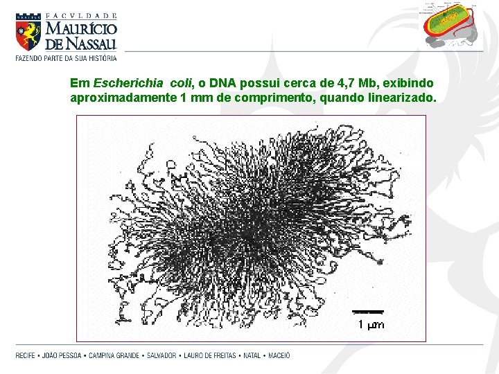 Em Escherichia coli, o DNA possui cerca de 4, 7 Mb, exibindo aproximadamente 1