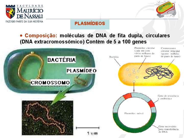 PLASMÍDEOS Composição: moléculas de DNA de fita dupla, circulares (DNA extracromossômico) Contêm de 5