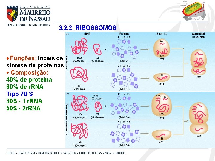 3. 2. 2. RIBOSSOMOS Funções: locais de síntese de proteínas · Composição: 40% de