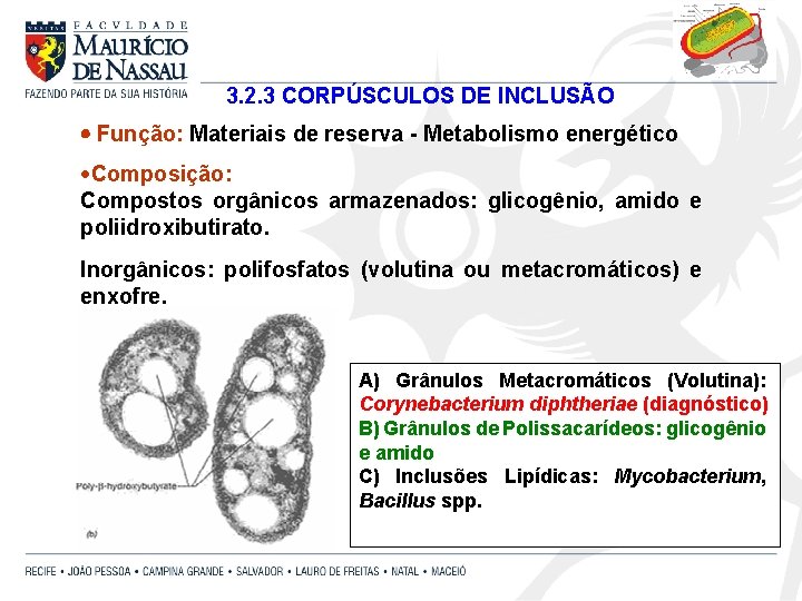 3. 2. 3 CORPÚSCULOS DE INCLUSÃO Função: Materiais de reserva - Metabolismo energético ·Composição: