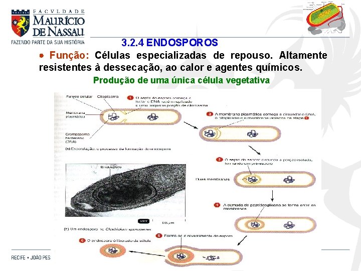 3. 2. 4 ENDOSPOROS Função: Células especializadas de repouso. Altamente resistentes à dessecação, ao