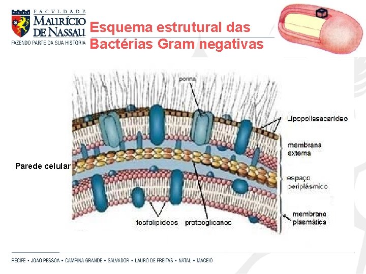 Esquema estrutural das Bactérias Gram negativas Parede celular 