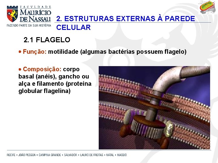 2. ESTRUTURAS EXTERNAS À PAREDE CELULAR 2. 1 FLAGELO Função: motilidade (algumas bactérias possuem