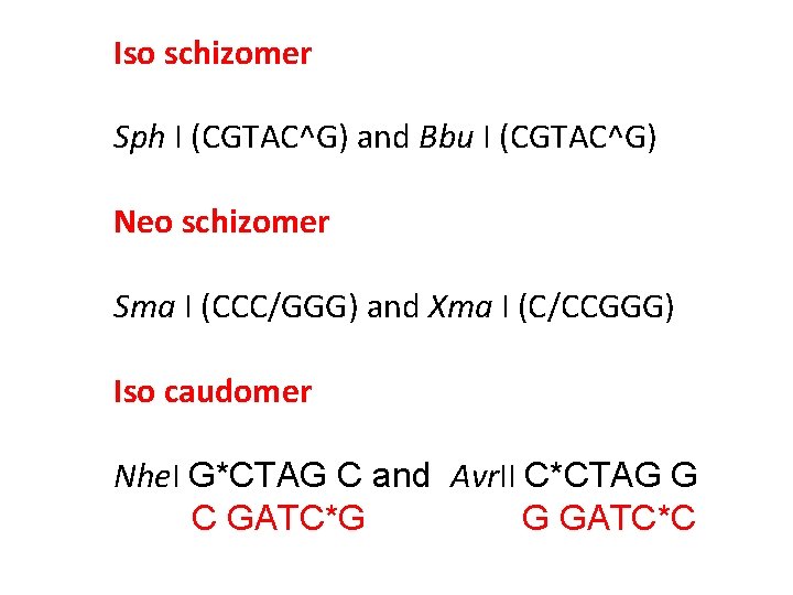 Iso schizomer Sph I (CGTAC^G) and Bbu I (CGTAC^G) Neo schizomer Sma I (CCC/GGG)