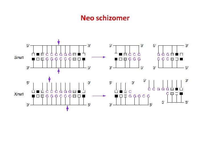 Neo schizomer 