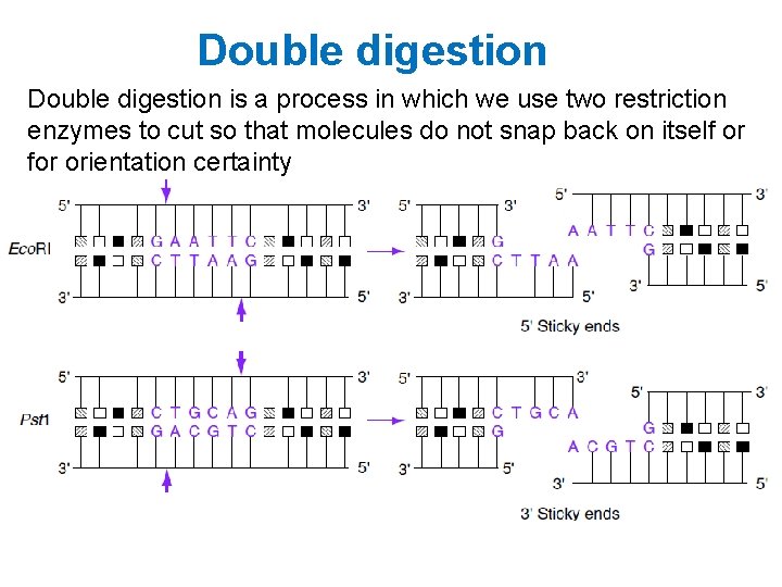 Double digestion is a process in which we use two restriction enzymes to cut