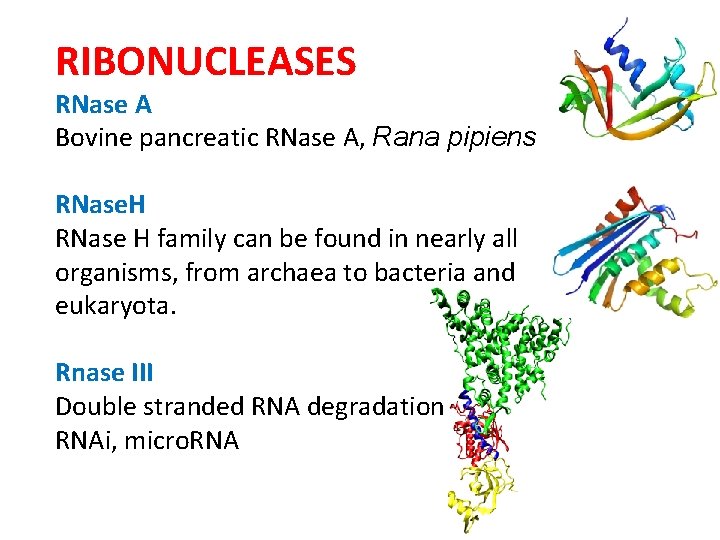RIBONUCLEASES RNase A Bovine pancreatic RNase A, Rana pipiens RNase. H RNase H family