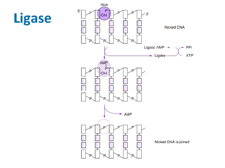 Ligase 