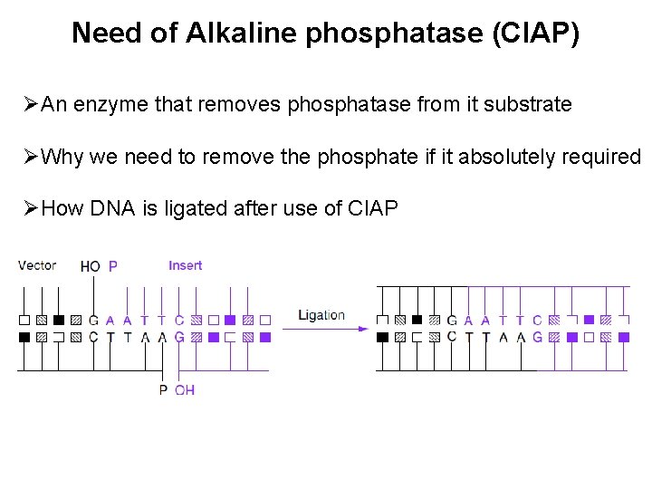 Need of Alkaline phosphatase (CIAP) ØAn enzyme that removes phosphatase from it substrate ØWhy